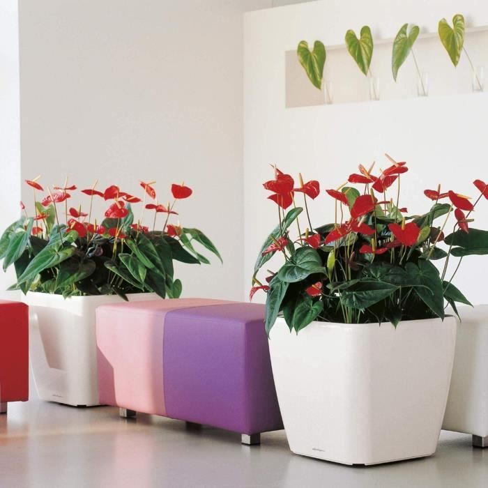 LECHUZA Quadro Premium LS 50-bloempot – Volledige set met luxe glans in scharlakenrood
